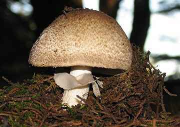 Agaricus fuscofibrillosus