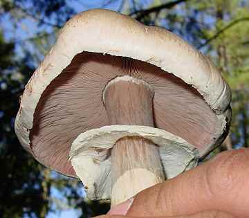 Agaricus sp.
