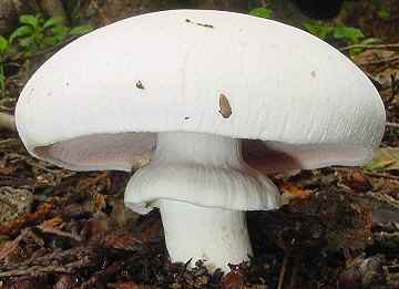 Agaricus sp.