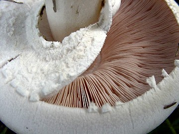 Agaricus sp.