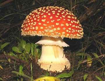 Amanita muscaria