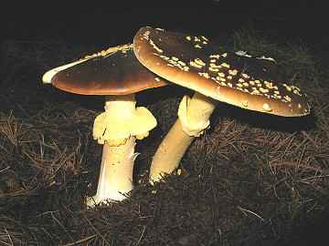 Amanita franchetii