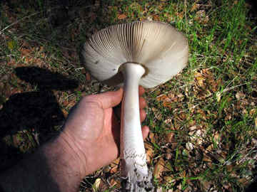 Amanita pachycolea