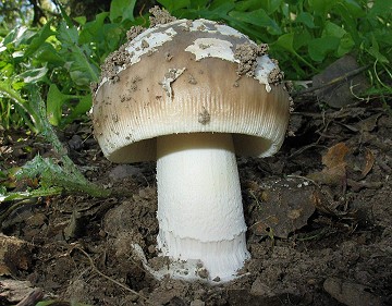 Amanita pachycolea