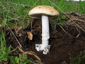 Amanita sp.