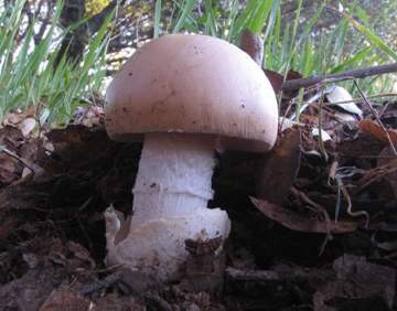 Amanita velosa