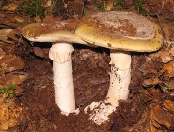 Amanita calyptrata