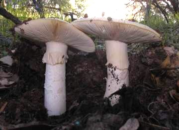 Amanita calyptrata