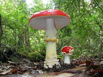 Amanita muscaria