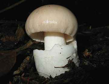 Amanita alba