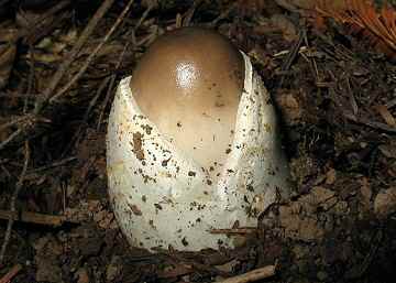 Amanita vaginata