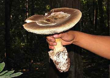 Amanita pachycolea