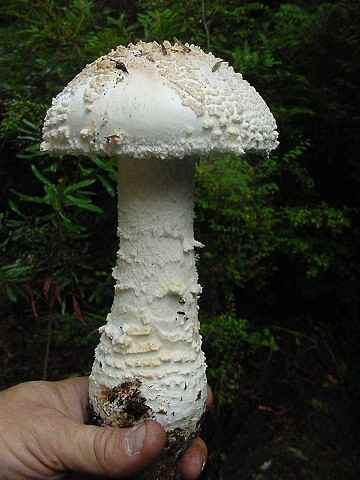 Amanita smithiana