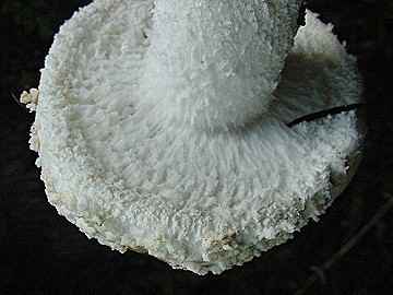 Amanita smithiana