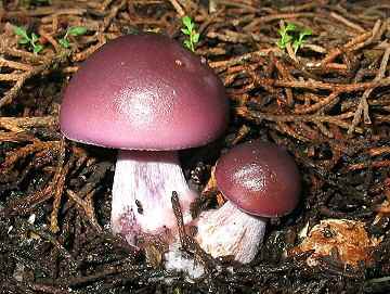 Clitocybe nuda