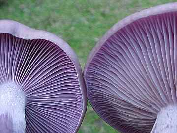 Clitocybe nuda