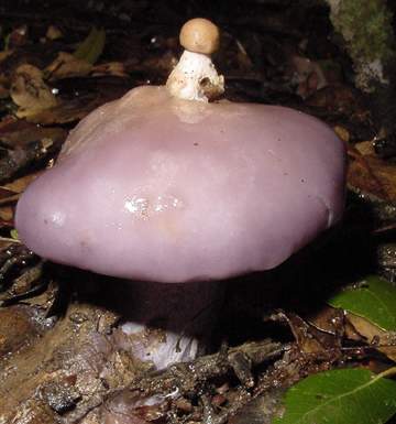 Clitocybe nuda
