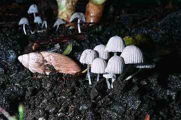 Coprinus sp.