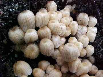 Coprinus sp.