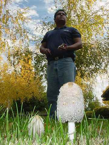 Coprinus comatus