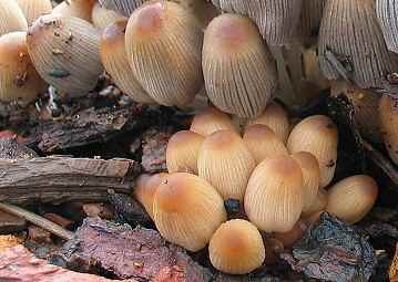 Coprinus sp.