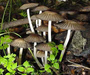 Coprinus sp.