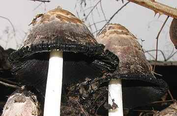 Coprinus comatus