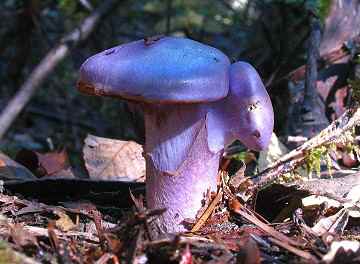 Cortinarius sp.