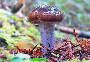 Cortinarius vanduzerensis