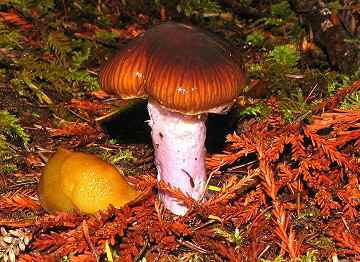 Cortinarius vanduzerensis