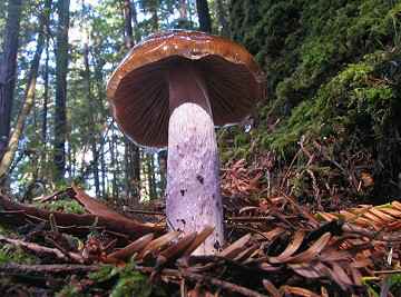 Cortinarius vanduzerensis