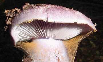 Cortinarius sp.