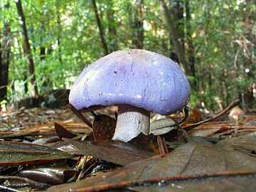 Cortinarius sp.