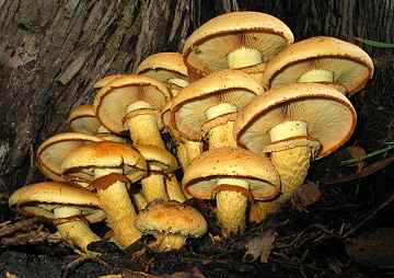 Gymnopolis spectabilis