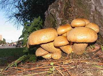 Gymnopilus spectabilis