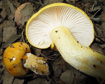 Hygrophorus chrysodon