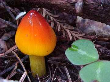 Hygrocybe conica