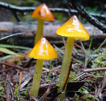 Hygrocybe conica