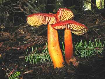 Hygrocybe coccinea