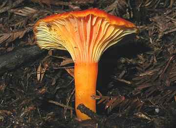 Hygrocybe marginata