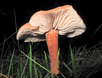 Laccaria laccata