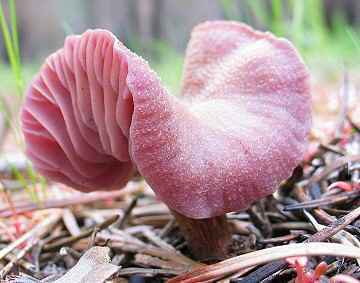 Laccaria amethystina-occidentalis