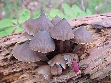 Marasmius sp.