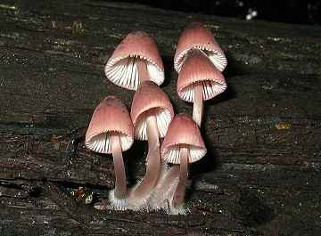 Marasmius sp.