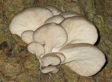 Pleurotus ostreatus