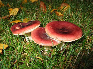 Russula sp.