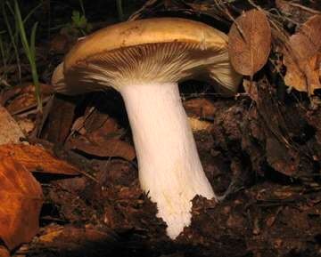 Russula sp.