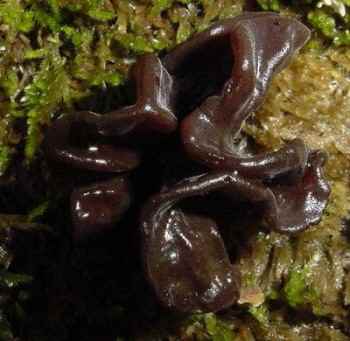 Exidia glandulosa