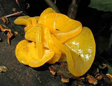 Tremella mesenterica