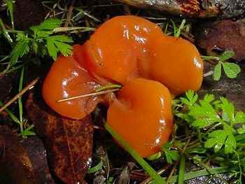 Phlogiotis helvelloides